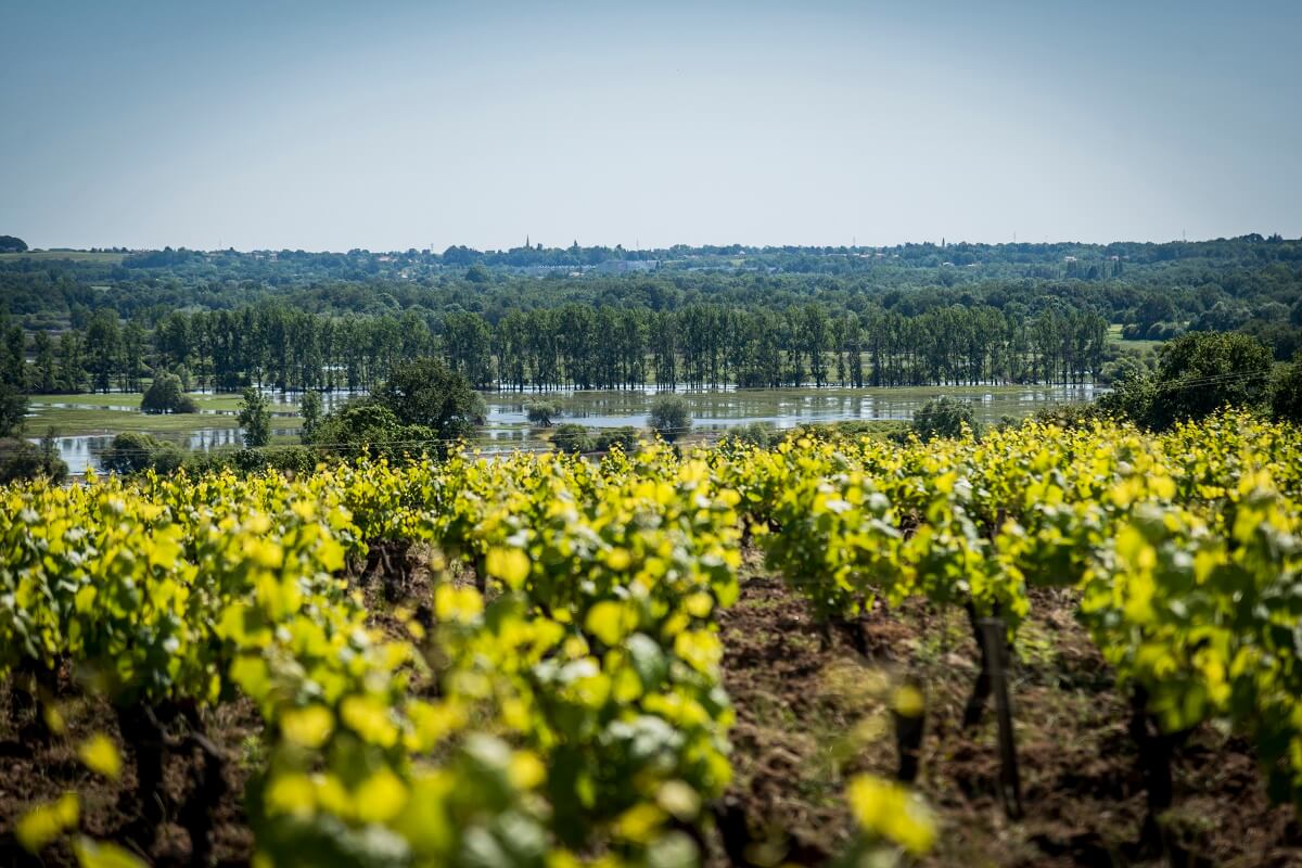 bonnet-huteau-vigne-butte-de-la-roche