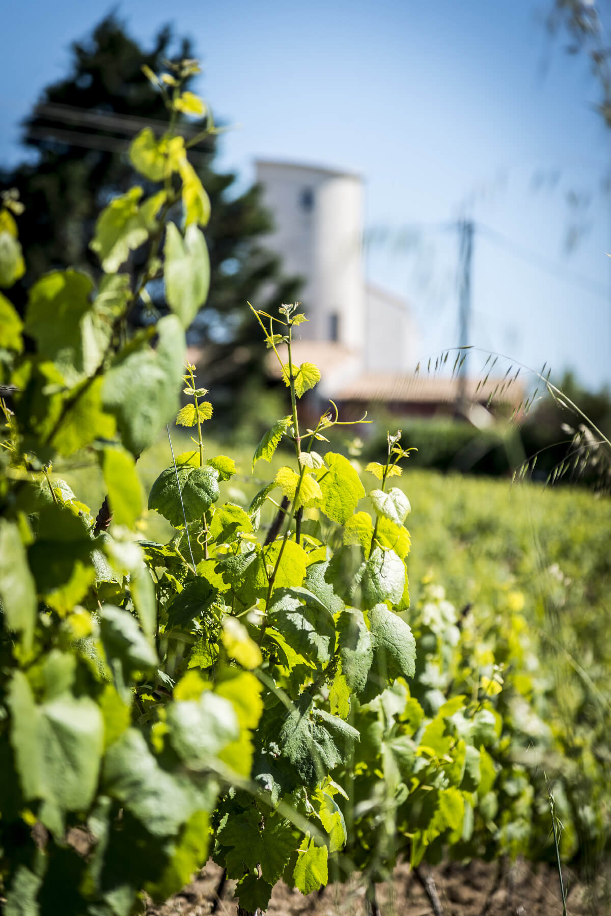 clos moulin-web